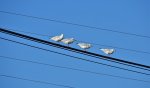 DSC00404.JPG