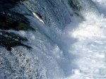 6Swimming_Upstream,_Salmon,_Alaska_123_137lo.JPG