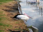 A Pelican.JPG