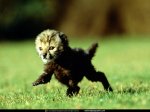 National Geographic Wallpapers 033.JPG