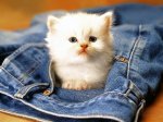 The Little Explorer.JPG