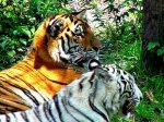 White Tiger-2.JPG