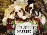 The Newlyweds.JPG