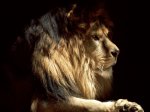The King.JPG