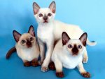 Three Muskateers, Siamese.JPG