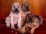 Three's Company, Shar-Pei Puppies.JPG