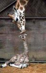 giraffe.jpg