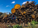 logs.jpg