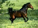 Caballo-Corriendo.jpg