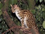 Gato-Montes.jpg