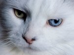 Gatos-34.jpg