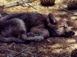 Lobo-Salvaje.jpg