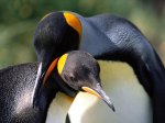 -Pinguinos.jpg
