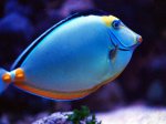 Tropical-Fish.jpg