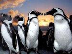 Africa-Cape-Town-False-Bay-Boulder-Beach-Penquins.jpg