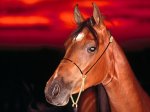 Caballo-Arabe-Primer-Plano.jpg