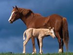 Caballo-Potro.jpg
