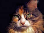 Gatos-31.jpg
