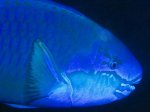 Blue-Parrotfish.jpg