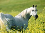 Caballo-Arabe-Blanco.jpg