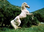 Caballo-De-Pie.jpg