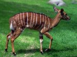 Ciervo-Tipo-Bambi.jpg