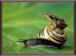 -Frog-On-Snail-Tr-Wall-fondosx.jpg