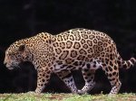 Jaguar.jpg