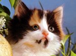 Gatos-05.jpg