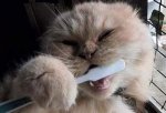 funda dientes 2.jpg