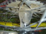 DSC06709.JPG