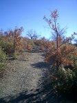 PIC_0158.JPG