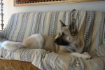 mi chiquilla Nouma - Akita linea americana.JPG