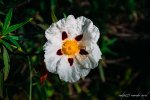 DSC_2187.JPG