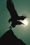 silhouette-eagle-landing_889.jpg
