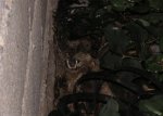gato congeladoXD.JPG