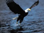 Bald_eagle,_Haliaeetus_leucocephalus.jpg