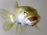 Fish_-_For_Lunch.jpg