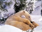 Polar_bear_-_a_naughty_tot.jpg