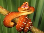 Dangerous_snake.jpg