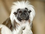 Tamarin_Monkey.jpg