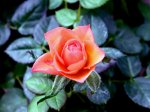flower_-_Wild_rose.jpg