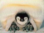 penguin_infant.jpg