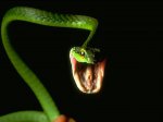 Reptiles_-_a_Snake.jpg