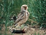 Owl_-_an_ingenious_hunt.jpg