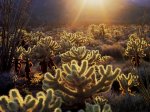 Teddy_bear_cholla_-_cactus.jpg