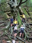 Foroarbol.JPG