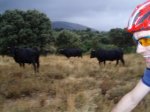 toros -PasapÃ¡n 07.jpg