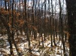 DSC03495_resize.JPG