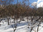 DSC03501_resize.JPG